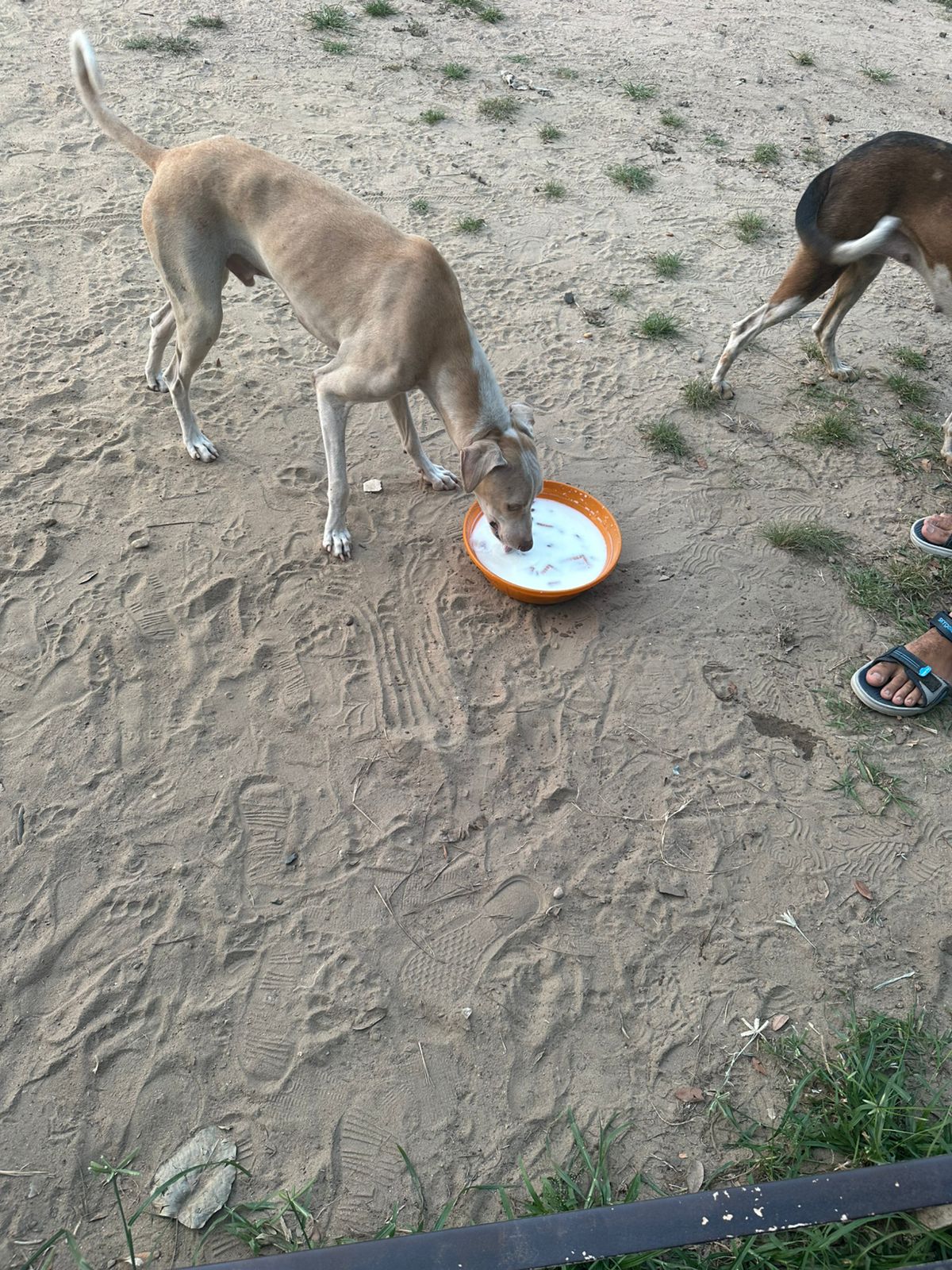 street dog abad 01 street dog abad 01