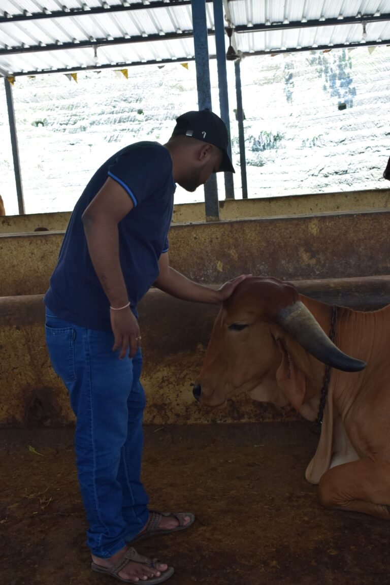 Volunteer gently caring for a cow during Gau Seva, Ahmedabad