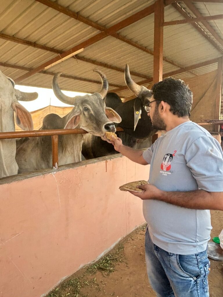 Volunteer feeding a cow during Gau Seva, Ahmedabad