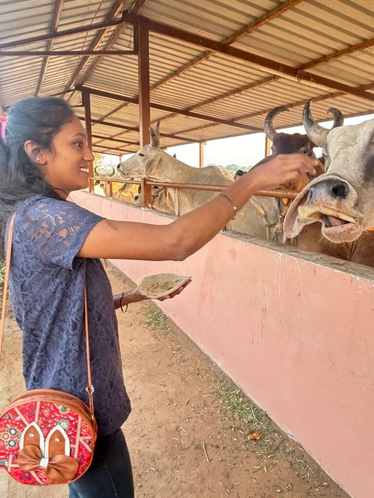 Volunteer feeding cows by hand during Gau Seva, Ahmedabad