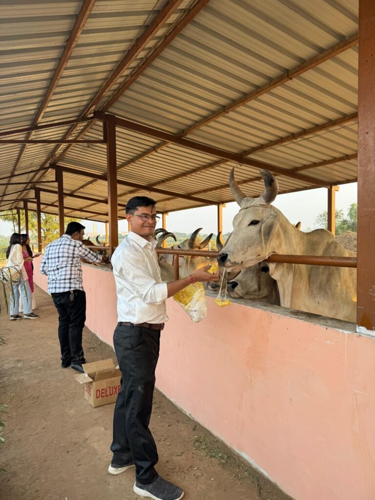 Volunteers feeding cows during Gau Seva, Ahmedabad
