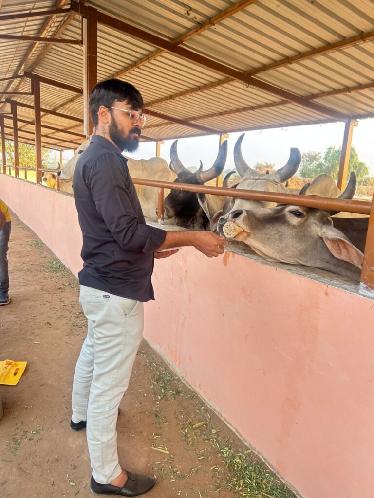 Volunteer feeding cows at the trough during Gau Seva, Ahmedabad