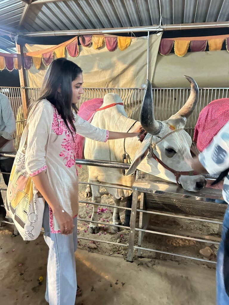 Volunteer with a decorated cow during Gau Seva, Ahmedabad